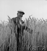 lata 50-te, Ożarów, Polska
Gminna Spółdzielnia - plantator pszenicy 
Fot. Irena Jarosińska, zbiory Ośrodka KARTA
