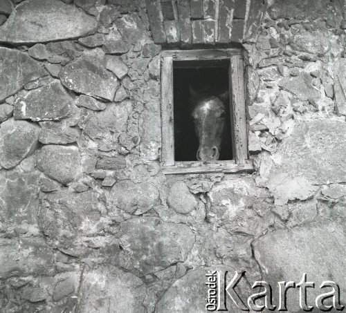lata 50-te, Wilkowice, Polska
Koń wygląda przez okno w stajni
Fot. Irena Jarosińska, zbiory Ośrodka KARTA