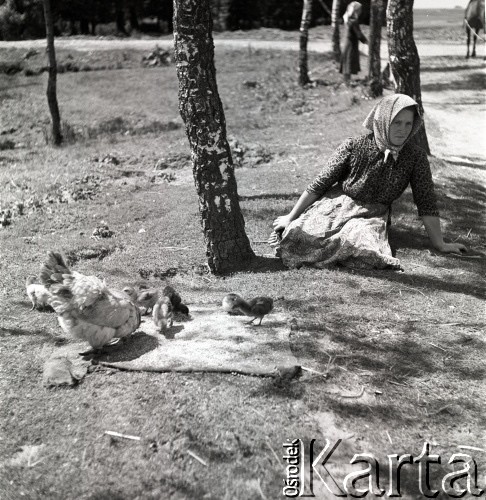 lata 50-te, Wilkowice, Polska
Kobieta pod drzewem, obok kura z kurczakami
Fot. Irena Jarosińska, zbiory Ośrodka KARTA