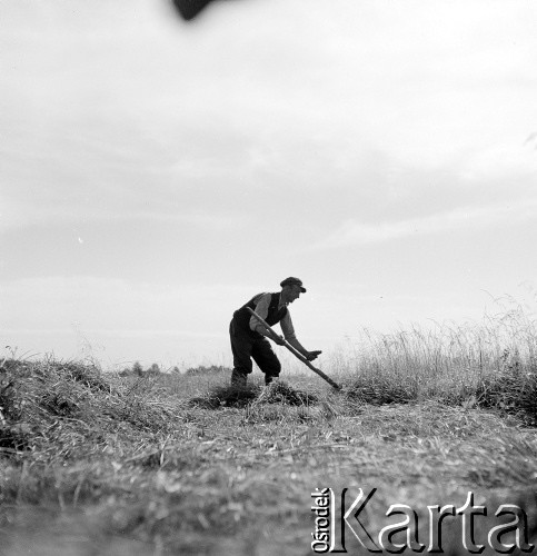 1952, Wilkowice, Polska
Sianokosy - kosiarz w polu
Fot. Irena Jarosińska, zbiory Ośrodka KARTA