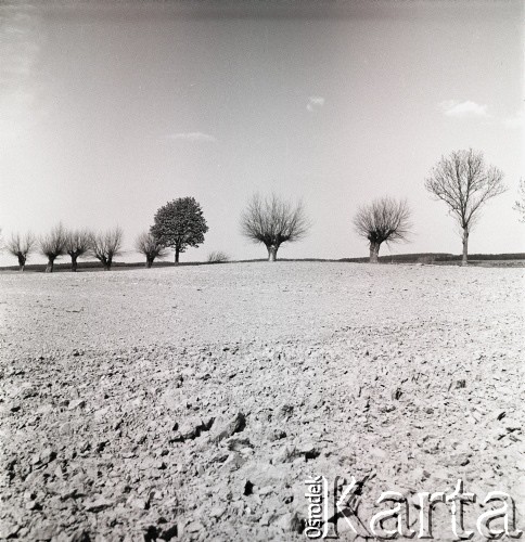 lata 50-te, okolice Starogardu Gdańskiego, Polska
Zaorane pola z drzewami na horyzoncie
Fot. Irena Jarosińska, zbiory Ośrodka KARTA