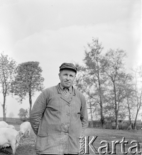 1953, Kokoszkowy, Polska
Chlewmistrz z Rolniczego Zespołu Spółdzielni 