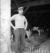 1953, Kokoszkowy, Polska
Oborowy z Rolniczego Zespołu Spółdzielni 