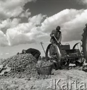 lata 50-te, Nieczajna, Polska
Sadzenie ziemniaków.
Fot. Irena Jarosińska, zbiory Ośrodka KARTA