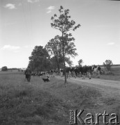 lata 50., Polska
Wyprowadzanie krów na pastwisko
Fot. Irena Jarosińska, zbiory Ośrodka KARTA