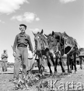 lata 50-te, Nieczajna, Polska
Członek Związku Młodzieży Polskiej (ZMP) prowadzi konie.
Fot. Irena Jarosińska, zbiory Ośrodka KARTA