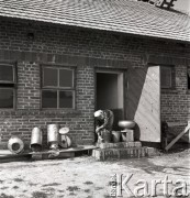 sierpień 1953, Dębno, Polska
Julia Bednarska myje naczynia używane w oborze
Fot. Irena Jarosińska, zbiory Ośrodka KARTA