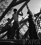 1953, Spółdzielnia Produkcyjna Dębno, okolice Łańcuta, Polska
Montaż dachu na nowobudującej się chlewni.
Fot. Irena Jarosińska, zbiory Ośrodka KARTA