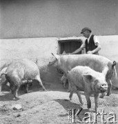lata 50., Olszewka, Polska
Chlewmistrz ze świniami w okólniku
Fot. Irena Jarosińska, zbiory Ośrodka KARTA