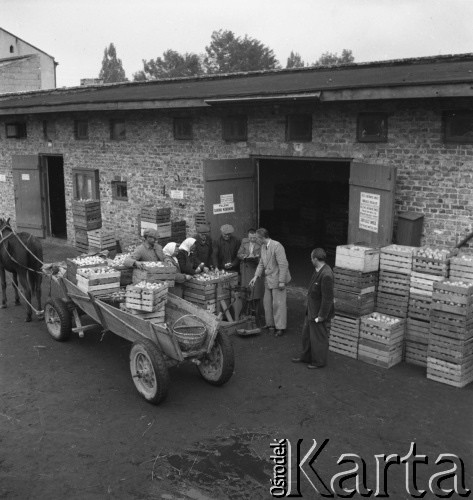 lata 50., Grójec, Polska
Punkt skupu nr 43
Fot. Irena Jarosińska, zbiory Ośrodka KARTA