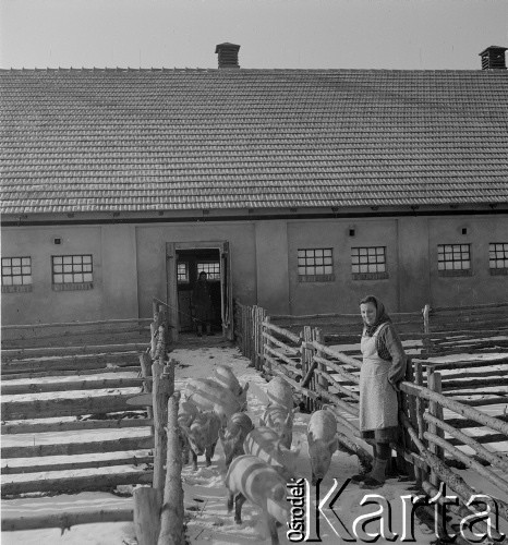 lata 50-te, Stara Wieś, Polska
Chlewmistrzyni ze świniami 
Fot. Irena Jarosińska, zbiory Ośrodka KARTA