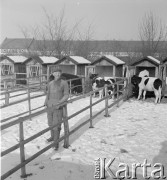 lata 50-te, Stara Wieś, Polska
Zimny wychów cieląt
Fot. Irena Jarosińska, zbiory Ośrodka KARTA