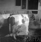 lata 50-te, Stara Wieś, Polska
Dojenie krowy w oborze 
Fot. Irena Jarosińska, zbiory Ośrodka KARTA
