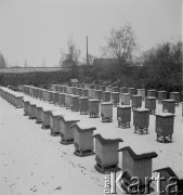 lata 50-te, Stara Wieś, Polska
Ule - pasieka zimą
Fot. Irena Jarosińska, zbiory Ośrodka KARTA