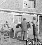 lata 50-te, Stara Wieś, Polska
Weterynarze przy krowie.
Fot. Irena Jarosińska, zbiory Ośrodka KARTA