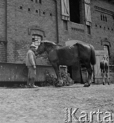 lata 50-te, Olszewska, Polska
Koniuszy poi konia przed stajnią
Fot. Irena Jarosińska, zbiory Ośrodka KARTA