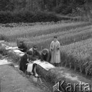 lata 50., Puławy, Polska
Segregacja na polu ryżowym
Fot. Irena Jarosińska, zbiory Ośrodka KARTA