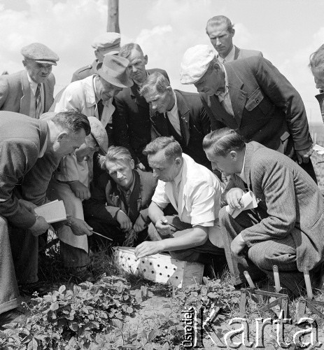 lata 50-te, Poświętne, Polska
Korespondenci Gromady i Rolnika Polskiego oglądają uprawę podczas wizytacji Instytutu Uprawy Nawożenia i Gleboznawstwa. 
Fot. Irena Jarosińska, zbiory Ośrodka KARTA