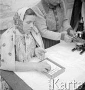 lipiec 1954, województwo krakowskie, Polska
Kobieta kontroluje jakość ziaren słonecznika
Fot. Irena Jarosińska, zbiory Ośrodka KARTA