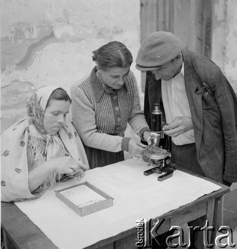 lipiec 1954, województwo krakowskie, Polska
Kobieta kontroluje jakość ziaren słonecznika
Fot. Irena Jarosińska, zbiory Ośrodka KARTA