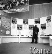 1954, Lublin, Polska
Centralna Wystawa Rolnicza - rolnik ogląda ekspozycję dotyczącą hodowli krów.
Fot. Irena Jarosińska, zbiory Ośrodka KARTA