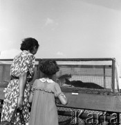 1954, Lublin, Polska
Centralna Wystawa Rolnicza - matka z dzieckiem ogląda ryby.
Fot. Irena Jarosińska, zbiory Ośrodka KARTA