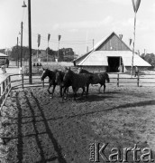1954, Lublin, Polska
Centralna Wystawa Rolnicza - wybieg dla koni.
Fot. Irena Jarosińska, zbiory Ośrodka KARTA
