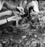 1954, Lublin, Polska
Centralna Wystawa Rolnicza - zwiedzający przyglądają się stonce ziemiaczanej.
Fot. Irena Jarosińska, zbiory Ośrodka KARTA