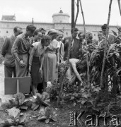 1954, Lublin, Polska
Centralna Wystawa Rolnicza - zwiedzający przyglądają się stonce ziemiaczanej.
Fot. Irena Jarosińska, zbiory Ośrodka KARTA