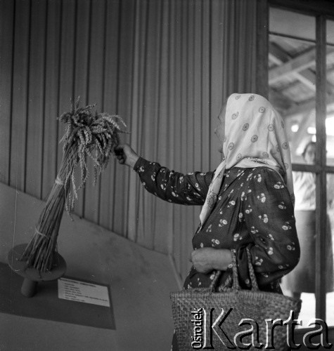 1954, Lublin, Polska
Centralna Wystawa Rolnicza - kobieta ogląda zboże w pawilonie roślinnym. 
Fot. Irena Jarosińska, zbiory Ośrodka KARTA