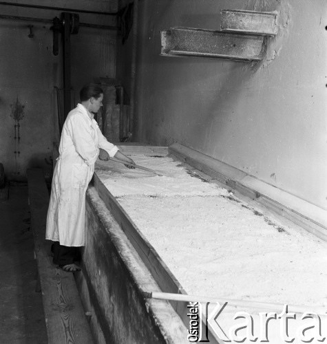 lata 50-te, Lublin, Polska
Kazeiniarnia - pracownik miesza kazeinę na sitach.
Fot. Irena Jarosińska, zbiory Ośrodka KARTA