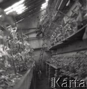 1962, Iglice, Polska.
Zakład Poprawczy dla chłopców, n/z podopieczni pomagają w szklarniowej uprawie warzyw.
Fot. Irena Jarosińska, zbiory Ośrodka KARTA
