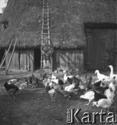 1961, Nużewo, Polska.
Gospodarstwo rodzinne Ireneusza Palińskiego, mistrza olimpijskiego w podnoszeniu ciężarów.
Fot. Irena Jarosińska, zbiory Ośrodka KARTA