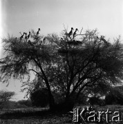 11.1988, miejsce nieznane, Indie.
Fotografia z podróży po Indiach.
Fot. Irena Jarosińska, zbiory Fundacji Ośrodka KARTA