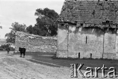 1958, Sobków, Ponidzie, Polska.
Zabudowania i krowy.
Fot. Irena Jarosińska, zbiory Fundacji Ośrodka KARTA