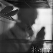 Lata 60., lub 70., Śląsk, Polska.
Hodowca kanarków.
Fot. Irena Jarosińska, zbiory Ośrodka KARTA