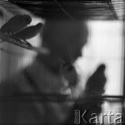 Lata 60., lub 70., Śląsk, Polska.
Hodowca kanarków.
Fot. Irena Jarosińska, zbiory Ośrodka KARTA