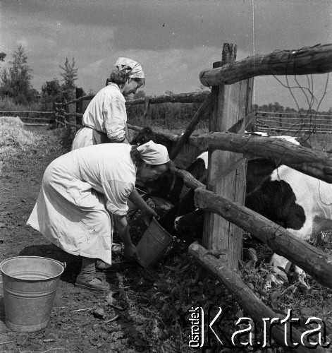 1960, Wojszyce (obecnie Wrocław), Polska.
Polscy imigranci z Kanady, osiedleni po II wojnie światowej w podwrocławskiej wsi.
Fot. Irena Jarosińska, zbiory Fundacji Ośrodka KARTA