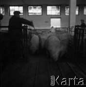 Lata 60., miejsce nieznane, Polska.
Masarnia.
Fot. Irena Jarosińska, zbiory Ośrodka KARTA