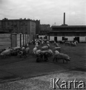 Lata 60., miejsce nieznane, Polska.
Masarnia.
Fot. Irena Jarosińska, zbiory Ośrodka KARTA