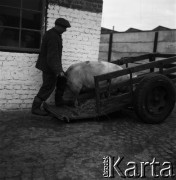 Lata 60., miejsce nieznane, Polska.
Masarnia.
Fot. Irena Jarosińska, zbiory Ośrodka KARTA