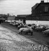 Lata 60., miejsce nieznane, Polska.
Masarnia.
Fot. Irena Jarosińska, zbiory Ośrodka KARTA