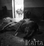 Lata 60., miejsce nieznane, Polska.
Masarnia.
Fot. Irena Jarosińska, zbiory Ośrodka KARTA