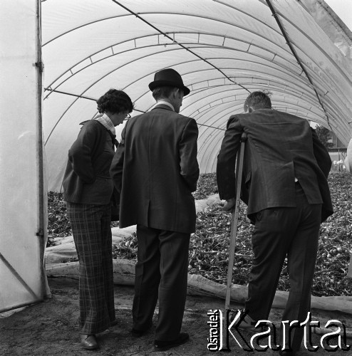 10.09.1974, Skierniewice, Polska.
XIX Międzynarodowy Kongres Ogrodniczy w Instytucie Sadownictwa, n/z uczestnicy zwiedzają Instytut Sadownictwa.
Fot. Irena Jarosińska, zbiory Ośrodka KARTA