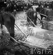 Lata 50., Warszawa, Polska.
Bazar Zieleniak, n/z konie przy furmankach.
Fot. Irena Jarosińska, zbiory Fundacji Ośrodka KARTA