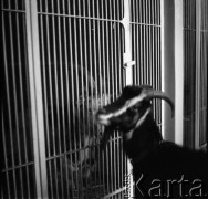 Lata 60., prawdopodobnie Warszawa, Polska.
Fotografie wykonane najprawdopodobniej w Instytucie Biologii Doświadczalnej im. M. Nenckiego PAN, utworzonym w 1918, przy ulicy Ludwika Pasteura 3. Na fotografii  widoczne dwa kozły.
Fot. Irena Jarosińska, zbiory Ośrodka KARTA