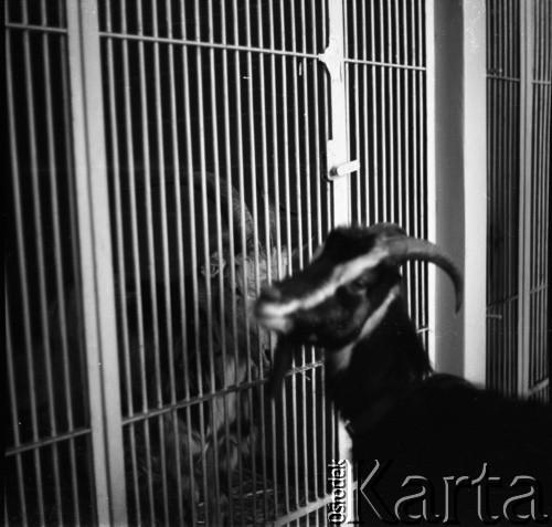 Lata 60., prawdopodobnie Warszawa, Polska.
Fotografie wykonane najprawdopodobniej w Instytucie Biologii Doświadczalnej im. M. Nenckiego PAN, utworzonym w 1918, przy ulicy Ludwika Pasteura 3. Na fotografii  widoczne dwa kozły.
Fot. Irena Jarosińska, zbiory Ośrodka KARTA