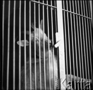 Lata 60., prawdopodobnie Warszawa, Polska.
Fotografie wykonane najprawdopodobniej w Instytucie Biologii Doświadczalnej im. M. Nenckiego PAN, utworzonym w 1918, przy ulicy Ludwika Pasteura 3. Kozioł  w boksie za kratą.
Fot. Irena Jarosińska, zbiory Ośrodka KARTA