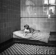 Lata 60., prawdopodobnie Warszawa, Polska.
Fotografia wykonana najprawdopodobniej w Instytucie Biologii Doświadczalnej im. M. Nenckiego PAN, utworzonym w 1918, przy ulicy Ludwika Pasteura 3. Leżący na sienniku  pies w boksie.
Fot. Irena Jarosińska, zbiory Ośrodka KARTA