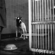 Lata 60., prawdopodobnie Warszawa, Polska.
Fotografia wykonana najprawdopodobniej w Instytucie Biologii Doświadczalnej im. M. Nenckiego PAN, utworzonym w 1918, przy ulicy Ludwika Pasteura 3. W otwartym boksie stoi pies z zabandażowaną głową i łapami. Ma dodatkowo unieruchomione sznurem kończyny. Na pierwszym planie odwrócona do góry dnem miska oraz fragment kraty zamykającej boks.
Fot. Irena Jarosińska, zbiory Ośrodka KARTA